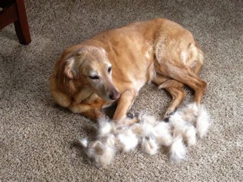 How much do cavapoo shed? Why Do Dogs Shed And How To Manage Shedding? - Kohepets Blog