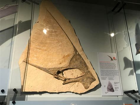 Huge Pterosaur Crest Impression From The Pterosaur Exhibit Rpaleontology