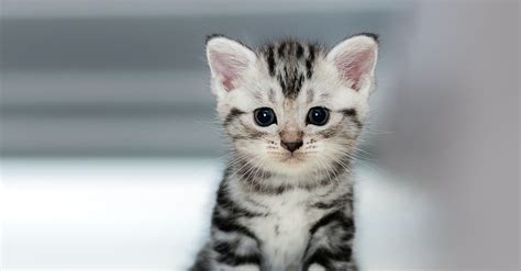 From spunky to docile and cuddly to independent, the arizona humane society has dozens of kittens and cats waiting for their forever homes. View Cats For Adoption Near Me