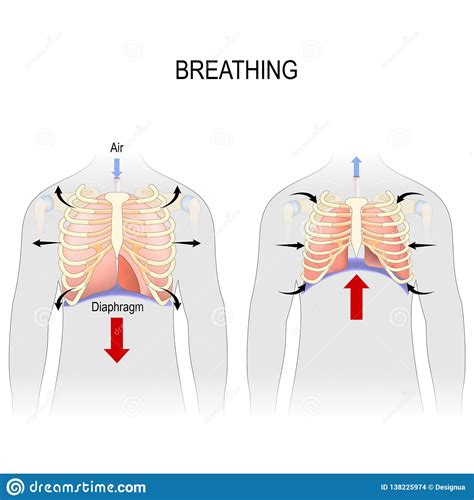 When the upper arm is lifted away from the torso, the insertion of this muscle is seen more clearly. Breathing. Movement Of Ribcage During Inspiration And ...