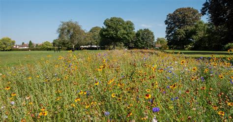 Hillingdon Joined No Mow May To Help Boost Local Biodiversity