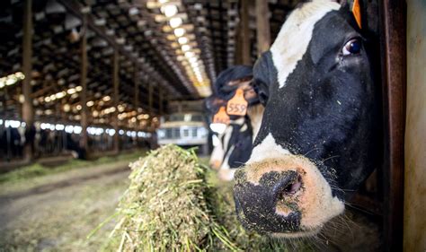 American Dairy Cow Is Among The Worlds Most Efficient — Un Fao Darigold