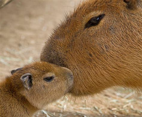 Colxf) will add to its global footprint in the medical cannabis space with the opening of its san diego, california flagship dispensary on july 3. Happy capybaras! | San Diego Zoo Kids