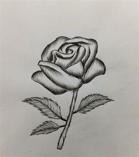 Easy Drawings Of Roses How To Draw A Rose Easy For Beginners Youtube