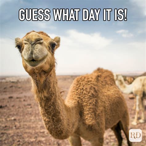 Hump Day Wednesday Camel