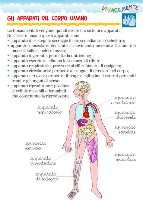 Schizza il modello di un corpo umano che abbia queste forme e se vuoi disegnare un corpo, fai uno schizzo di una figura umana, includendo una testa e un bacino dalla forma circolare, un ovale per il tronco e. il giornalino del cuore e della mente | Attività del corpo ...