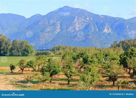 Wide Open Hazelnut Orchard And Mountains Stock Photo Image Of Bushes