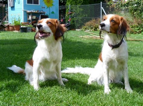 Aussehen bilder charakter geschichte züchter vereine verfügbare welpen.geschichte: Nederlandse Kooikerhondje: Züchter mit Welpen » VDH.de