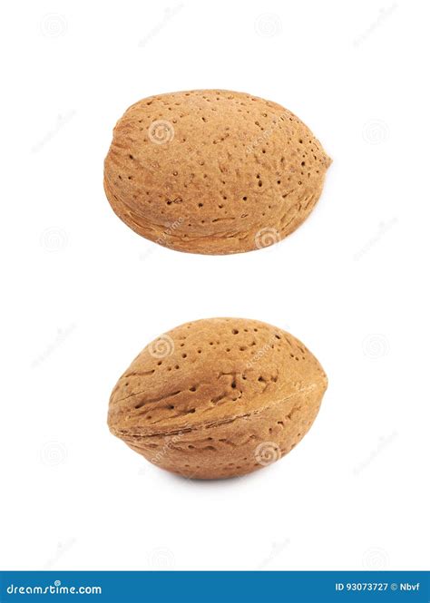 Single Almond Nut Isolated Stock Image Image Of Plant 93073727