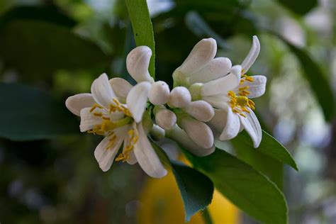 However, if the plants get neglected a common symptom is the lemon tree leaves yellowing. Rurification: Lemon Fruit and Flowers