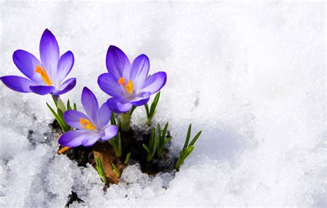 Wallpaper Purple Macro Snow Flowers Spring Crocuses