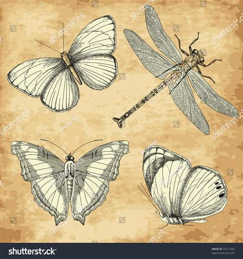 Vintage Butterfly Collection Stock Vector 75271366