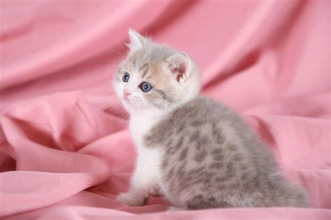 Lilac Cream And White Teacup Exotic Short Hair Kitten