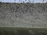 Termite Damage Florida Pictures
