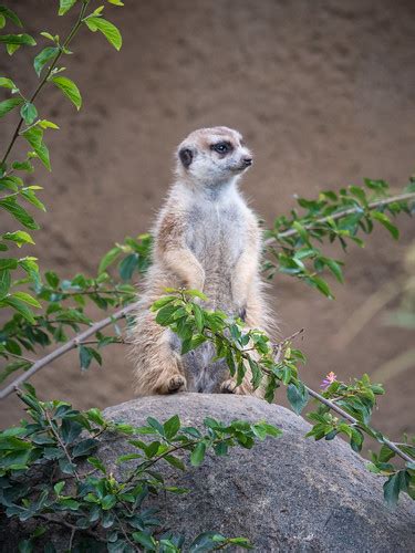 Meerkat San Diego Zoo Ginny Winblad Flickr