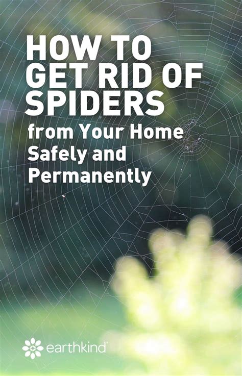 How To Get Rid Of Spiders From Your Home Safely And Permanently Get
