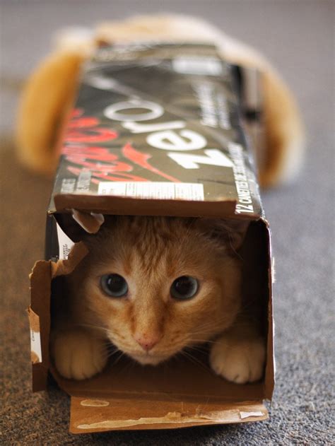 Whats Up With That Why Do Cats Love Boxes So Much Wired