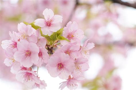 Sakura 2014 Les Cerisiers Japonais Déploient Leurs Couleurs Fleur
