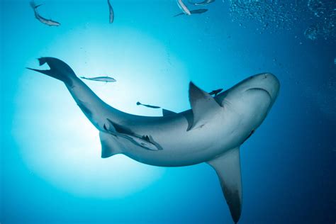 8 Incredible Facts About Bull Sharks