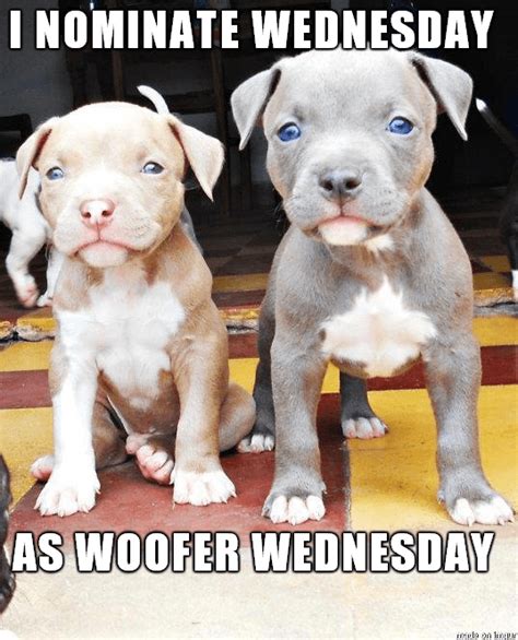 I Has A Hotdog Wednesday Funny Dog Pictures Dog Memes Puppy