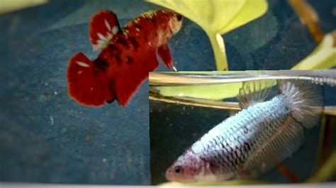 Budidaya Ikan Cupang Yang Mudah Dipraktekkan Di Rumah Konten Jempolan