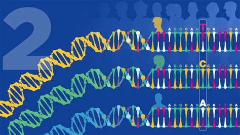 The human genome project formed the first blueprint for a person and remains the largest collaborative biology project that humanity ever completed. 15 for 15: Human Genomic Variation | NHGRI