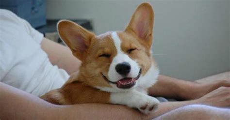 15 Signs That Indicate Youre A Crazy Corgi Person And