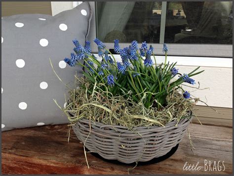 Check spelling or type a new query. Little Brags: Our Real Easter Bunny, An Impostor And Just ...