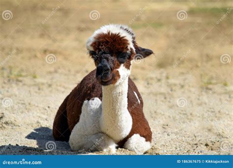 Brown And White Colored Lama Alpaca Lying Down Portrait Stock Image