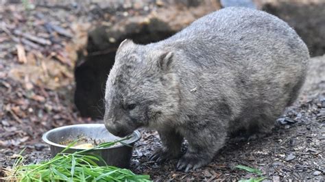 Wombat Poop Scientists Reveal Mystery Behind Cube Shaped Droppings