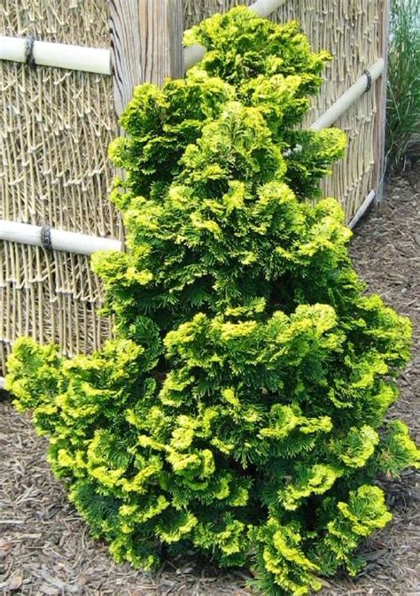 Image Result For Hinoki Cypress Plants Landscaping Plants Unusual Plants