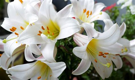 All About Easter Lilies Celebrations Lovingly