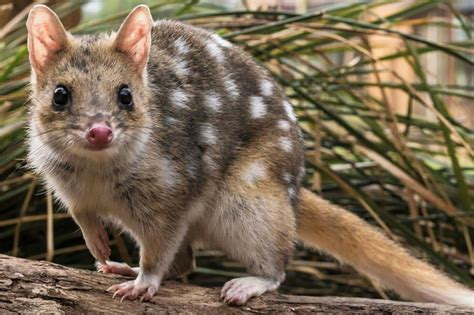 Pin By Crystine Stuart On Animal Cuteness Australia Animals Quoll
