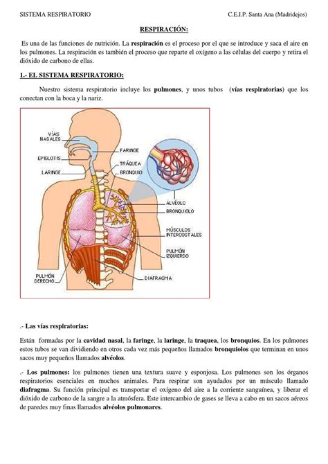 Sistema Respiratorio Español Respiratory System Respiratory Therapy