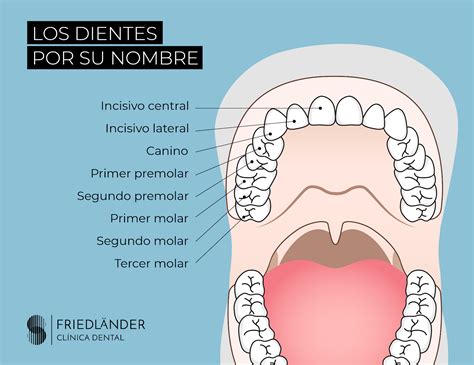 Nombre de los dientes número y función Clínica Friedländer