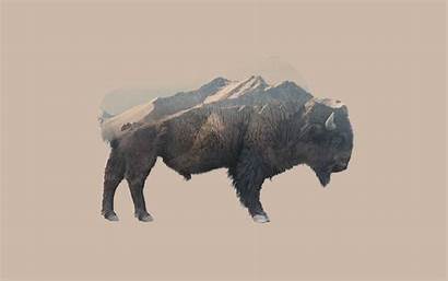 Exposure Bison Double Animals Nature Mountain Desktop