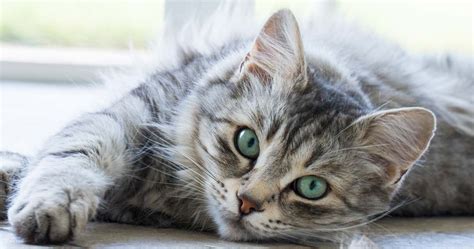 6 Ways To Help Calm A Cat Thats Upset