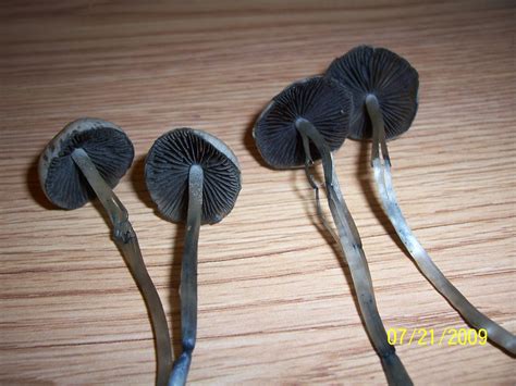 Louisiana Copes And Unknown Mushroom Mushroom Hunting And