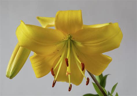 Yellow Tiger Lily Lilium X Leichtlinii Photograph By Bill Pusztai