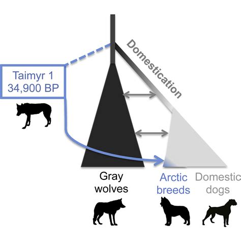 Ancient Wolf Genome Reveals An Early Divergence Of Domestic Dog