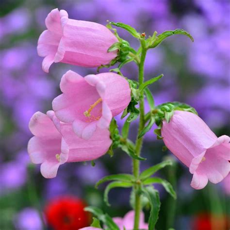 Canterbury Bells Rose Pink Seeds The Seed Collection