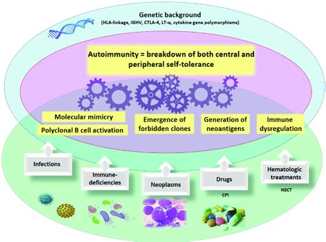 Mechanisms Of Autoimmunity The Pathogenic Mechanisms Of Autoimmunity