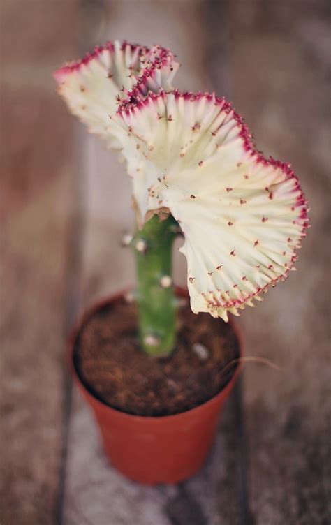 10 Great Types Of Cactus To T A Subtle Revelry