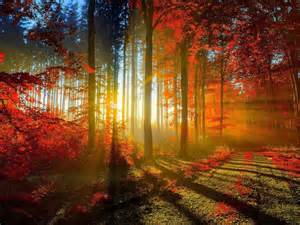Beautiful Nature Wallpaper For Desktop With Autumn Forest