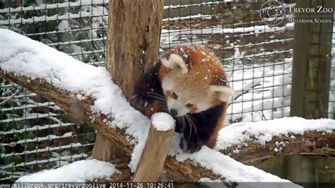 Adorable Red Pandas Having Fun In The Snow Youtube