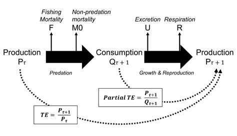 Biomass flow transfers between a prey and a predator. Black arrows