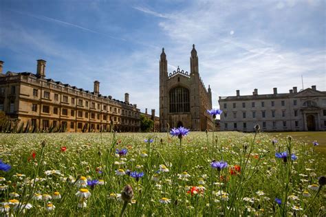 Stunning Images Of Wild Flowers Blooming At Kings College Cambridge