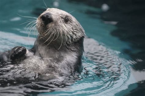 Oregon Zoo Oregon Coast Aquarium Make Sea Otters The Stars Of The Show