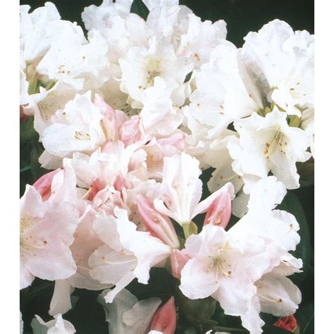 Monrovia Pink Yaku Princess Rhododendron Flowering Shrub In Pot With