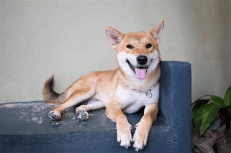 The Hokkaido Dog Top Facts And Guide Animal Corner